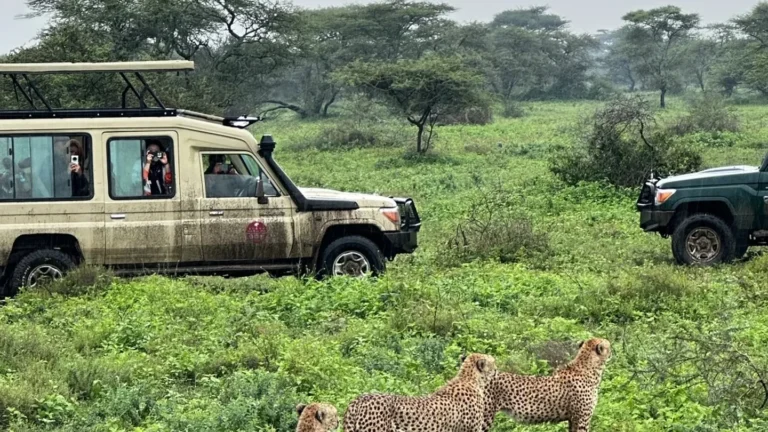 A large spotted cat beside safari vehicles in Tanzania