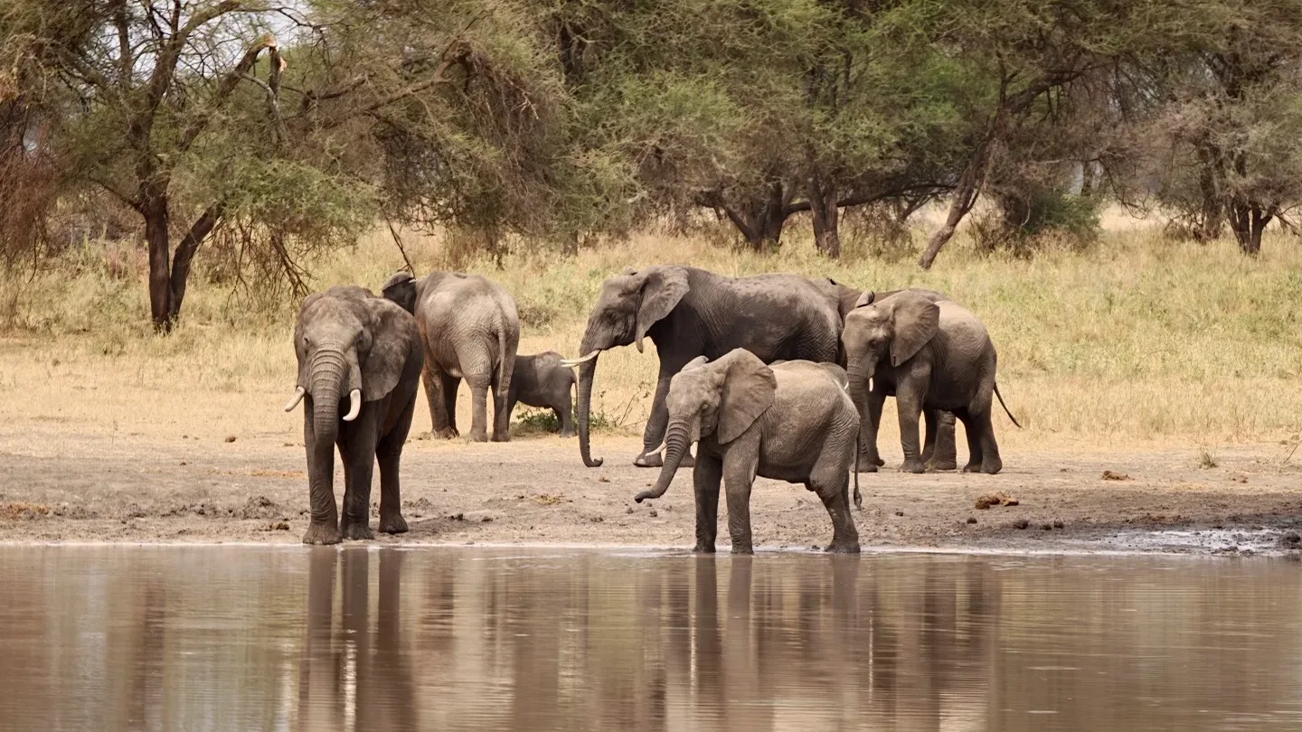 Elephant herd drinking together at a waterhole in Tarangire