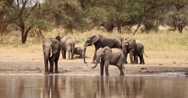 Elephant herd at a Tarangire waterhole