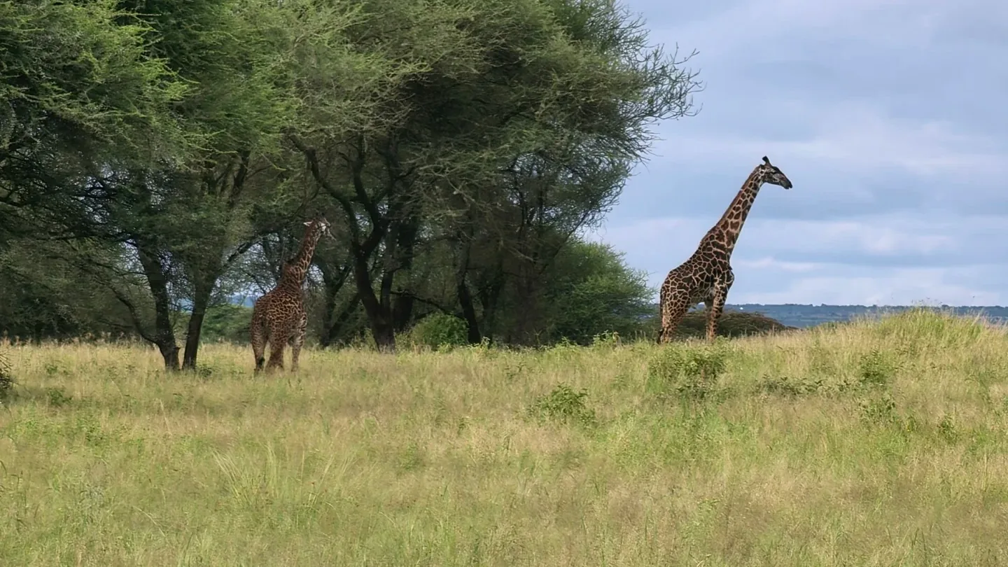 Two giraffes walking through green grassland in Tarangire