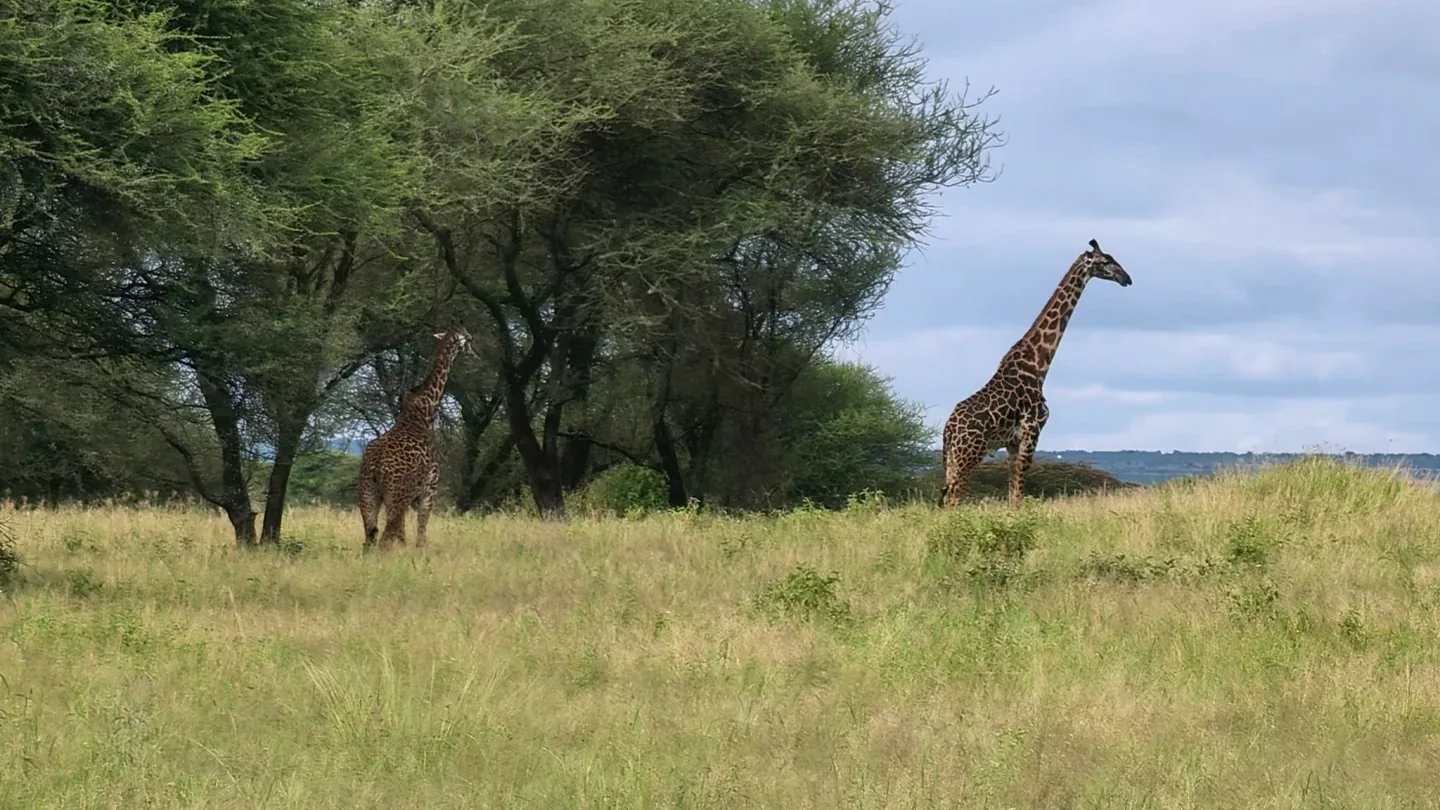 Two giraffes crossing green grassland in Tarangire during the rainy season