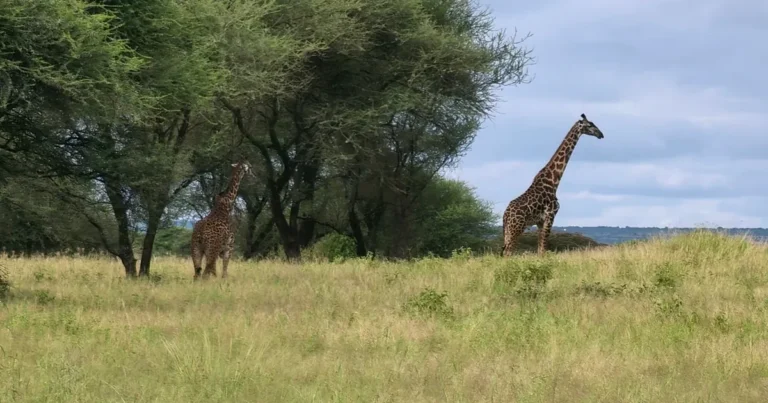 Two giraffes crossing green grassland in Tarangire during the rainy season