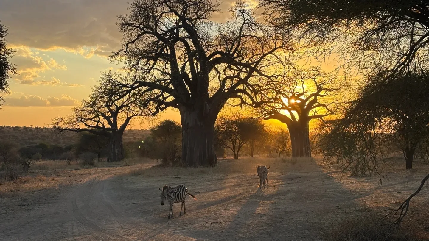 Zebras walking beneath a baobab at sunset in Tarangire National Park