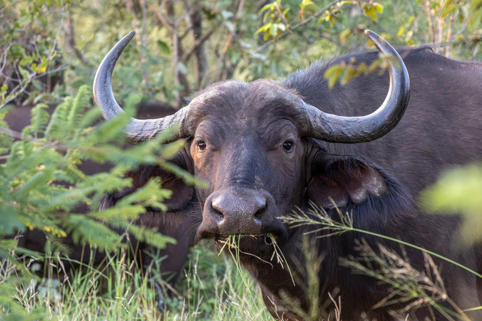 Makalali Game Reserve (ZA), Afrikanischer Büffel -- 2024 -- 1579