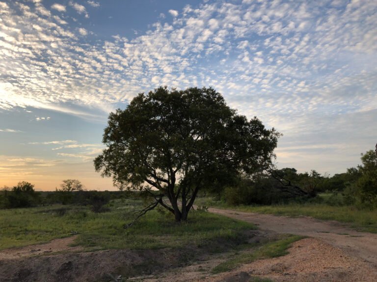 A self-drive car in Kruger beside an open safari vehicle in a private reserve.