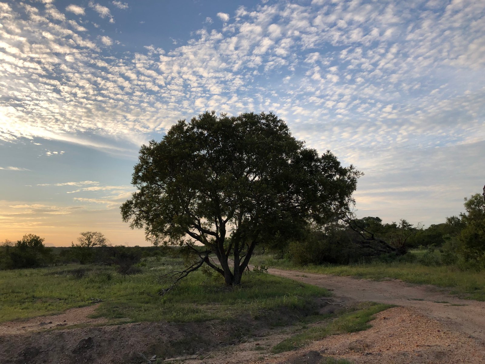 A self-drive car in Kruger beside an open safari vehicle in a private reserve.