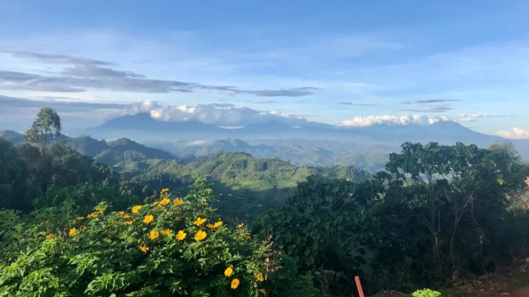 The Virunga volcanoes rising above green highlands where Uganda, Rwanda and Congo meet
