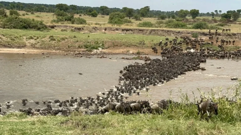 A large wildebeest herd crossing a river in the Serengeti