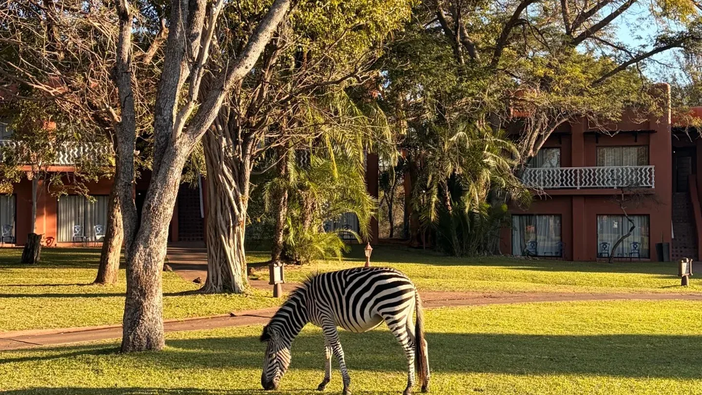 Zebra grazing on the landscaped grounds of a lodge near the Zambezi