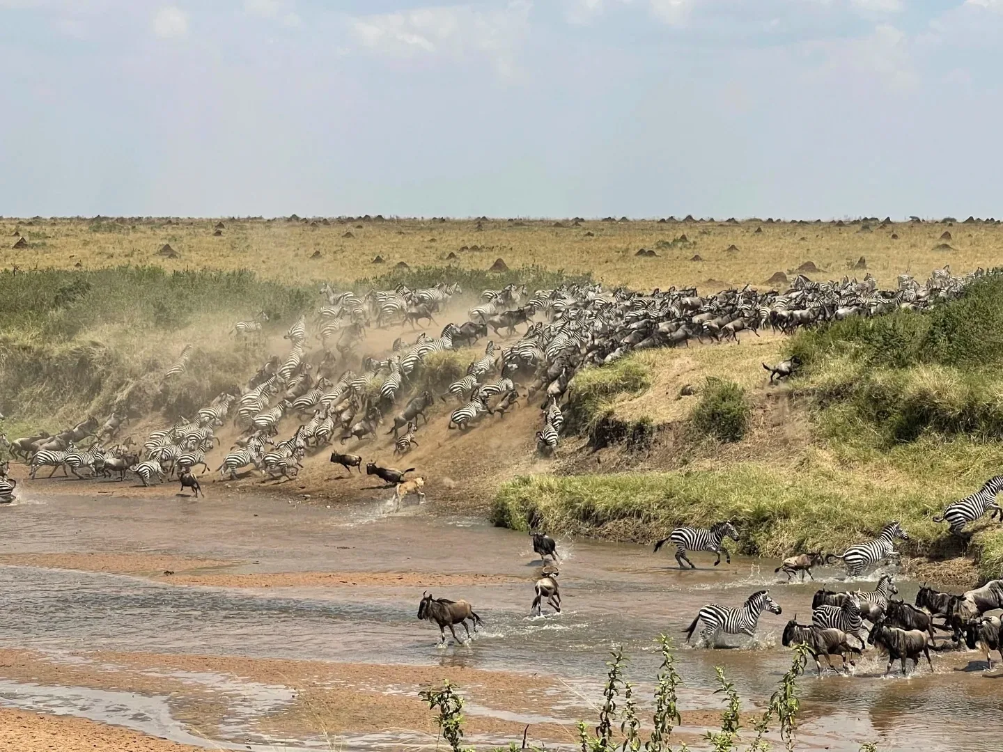 Zebra and wildebeest streaming across a river during the Great Migration